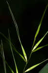 Eastern bottlebrush grass